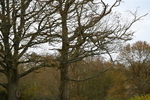 WJ6_1472