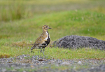 Golden Plover