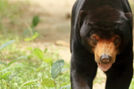 Sun Bear, front view, Cambodia