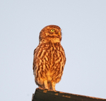 Little Owl - Athene noctua