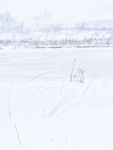 WINTER WIND - LONG POINT MARSH