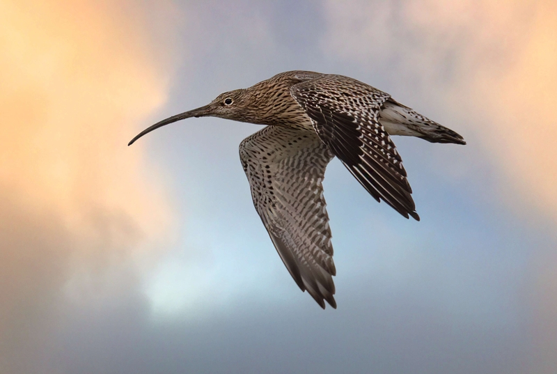 Eurasian Curlew - Dee Estuary - North Wales
