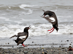 Pigeon Guillemots Squabbling