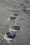 Polarbear tracks 9896