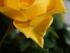 Rose Petal Point