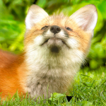 #3--Red Fox Kit
