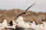 Striated Caracara swoops low over Black-browed Albatross colony