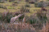 Bittern on Big Otmoor