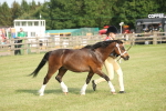 Class 33-38 - SSADL RIHS Qualifiers portfolio