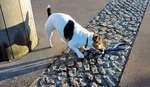 I'm Walking The Dog