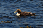 Eider (male, 1st summer) on Loch Indaal, Islay