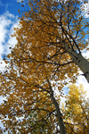 Fall Colors