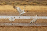 Sandhill Crane jumping & carrying stick, Bosque del Apache, New Mexico