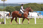 Class 15: Heavy Horse Ridden portfolio
