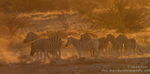 Zebra herd at sunset