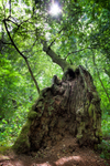 400 Year Old Oak