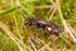 Nomada hirtipes (f)