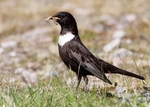 Ring Ouzel 3