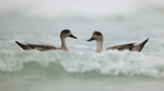Crested Duck pair, Saunders Island, Falklands
