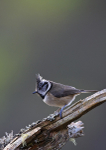 Crested Tit