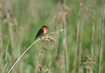 Common Rosefinch