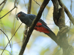 Slaty-tailed Trogon portfolio
