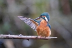 Kingfishers portfolio