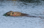 Male Elephant seal after fighting