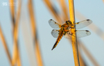 Four-spotted chaser dragonfly