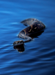 Puff Adder