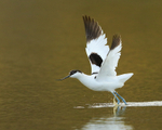 Avocet about to take off from the lagoon on Brownsea Island