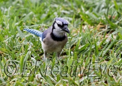 Birds 207