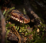 ADDER 8