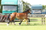 SBM_02340