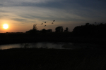 Geese sunset