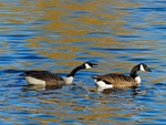 Canada Geese