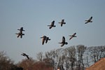 Barnacle Geese