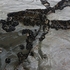 Bedruthan Mussels IMG_3587-Ver