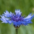 cornflowers (Centaurea cyanus)