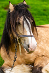 Horse-IMG_4249