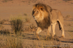 Kalahari Black-maned beauty