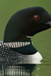 Common Loon, eye & plumage detail, Minnesota, USA