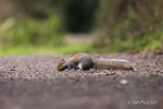 Grey Squirrel Road Block!