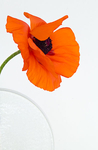 POPPY IN ROUND VASE
