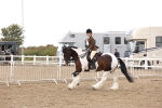 Class 54 - Riding Club Horse/Pony portfolio