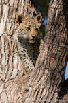 'Tlangisa' as a cub