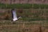 Great Bustard taking off from Big Otmoor