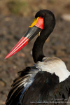 Saddle-billed Stork portrait