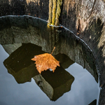 Leaf in a Barrel