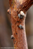 FLI007: Mangrove snails